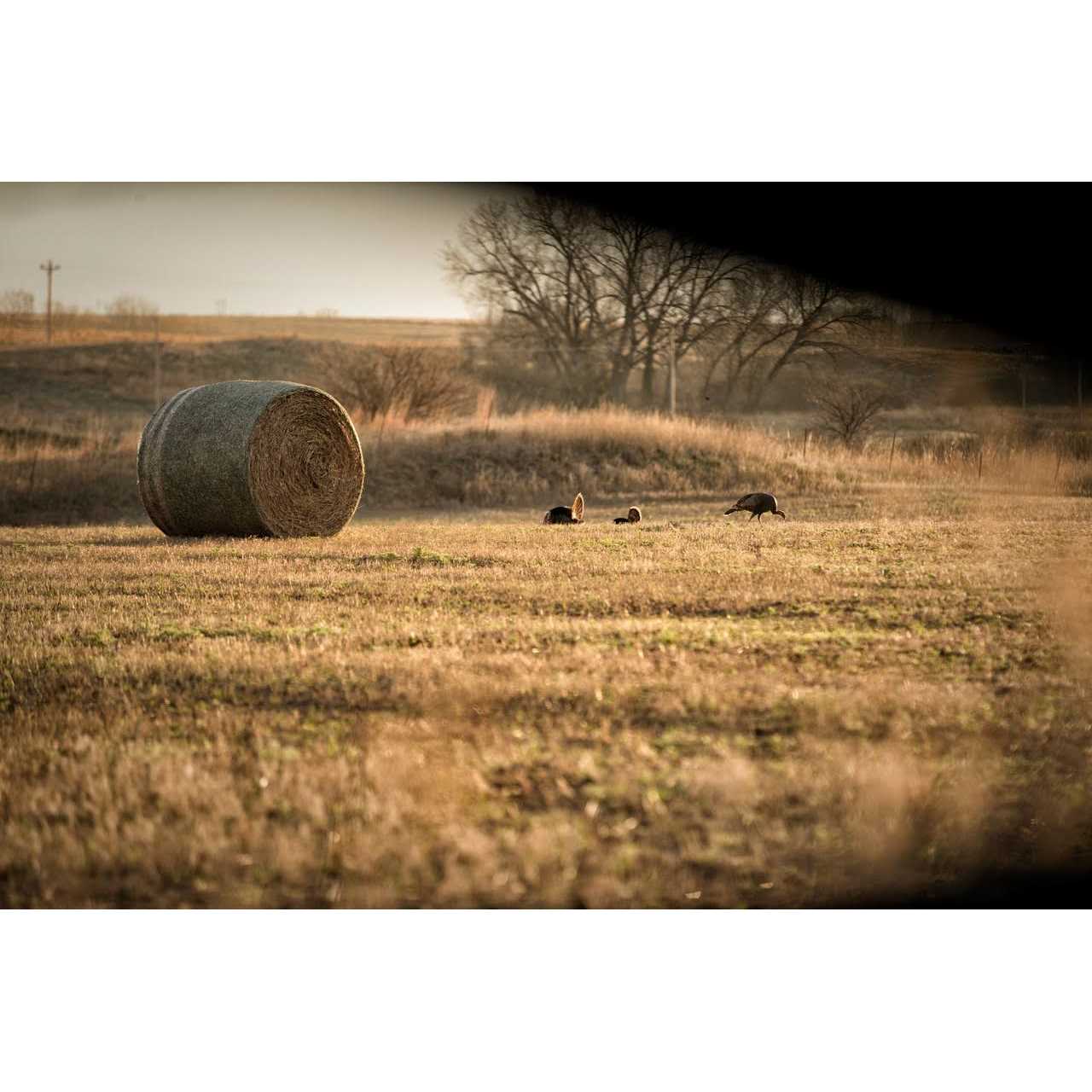 Carbon Express Arrow Saw with Dust Collector - Image 5