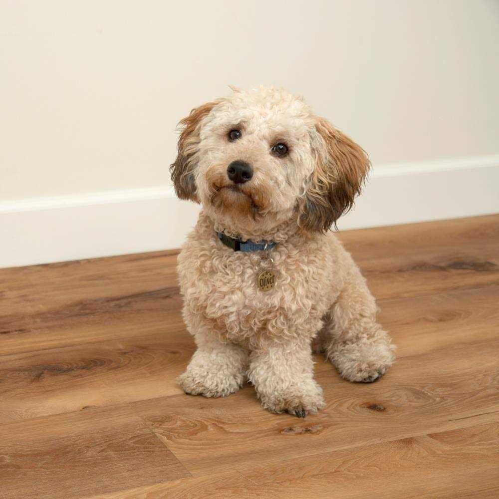 CALI Longboards Vinyl Flooring Sample - Image 3