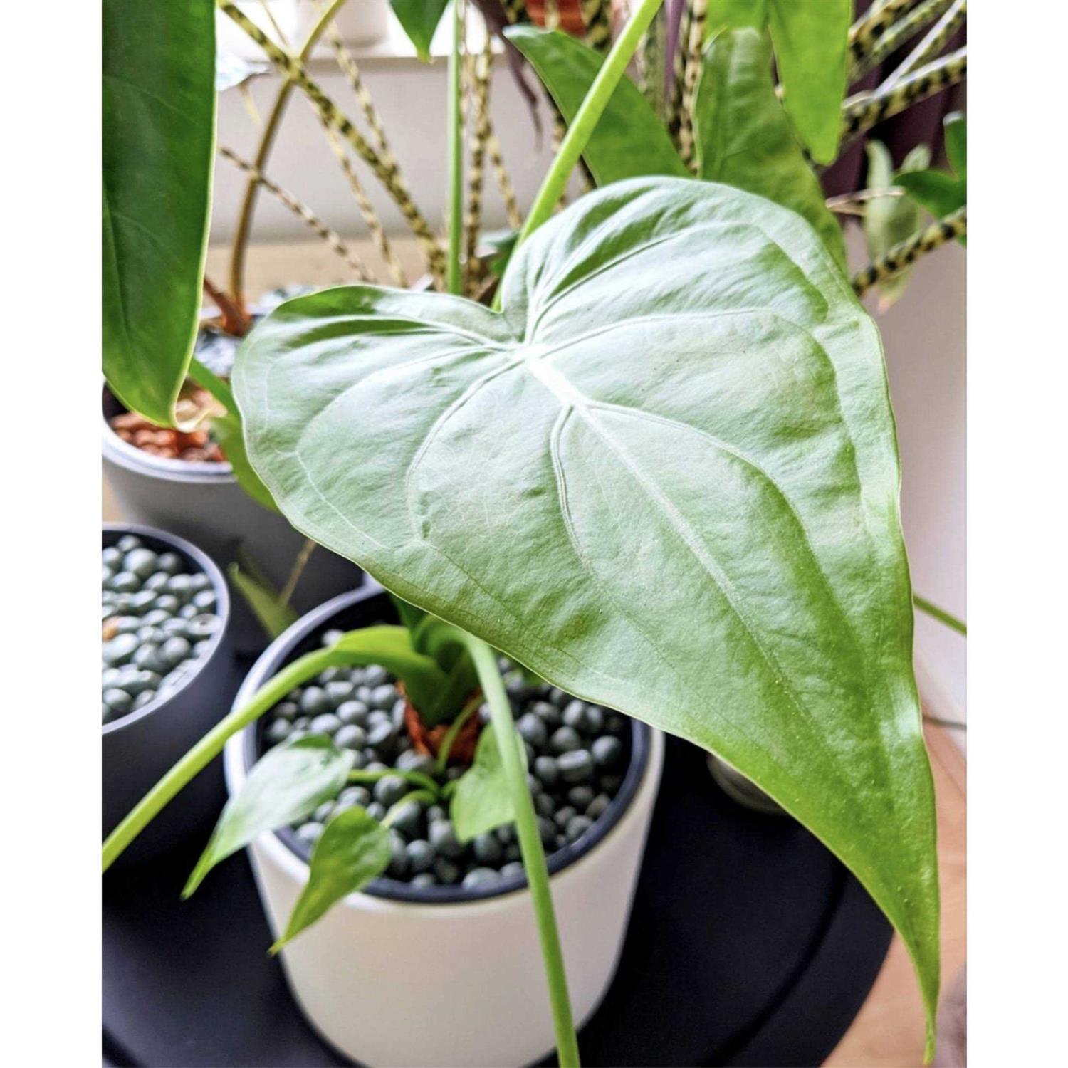 Arqlite Smart Gravel Eco Plant Drainage for Healthy Roots - Image 4