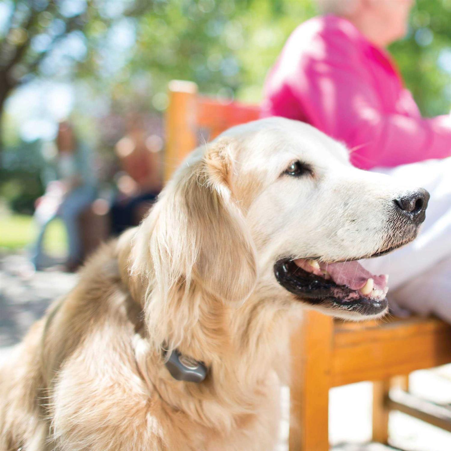 Invisible Fence BRAND Power Cap Battery for MicroLite and MicroLite Plus Computer Collar Units - Image 2